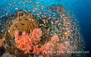 Anthias fishes school in strong currents above hard and soft corals on a Fijian coral reef, Fiji, Pseudanthias, Vatu I Ra Passage, Bligh Waters, Viti Levu Island