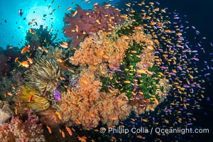 Anthias fishes school in strong currents above hard and soft corals on a Fijian coral reef, Fiji, Pseudanthias, Vatu I Ra Passage, Bligh Waters, Viti Levu Island