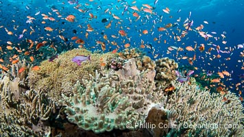 Anthias fishes school in strong currents above hard and soft corals on a Fijian coral reef, Fiji, Pseudanthias