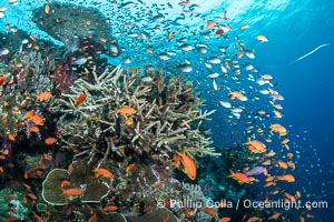 Anthias fishes school in strong currents above hard and soft corals on a Fijian coral reef, Fiji, Pseudanthias