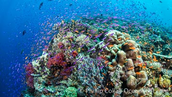 Anthias fishes school in strong currents over a Fijian coral reef, with various hard and soft corals, sea fans and anemones on display. Fiji, Pseudanthias