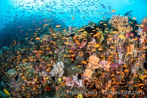 Anthias fishes school in strong currents over a Fijian coral reef, with various hard and soft corals, sea fans and anemones on display. Fiji, Pseudanthias