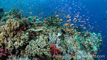 Anthias fishes school in strong currents over a Fijian coral reef, with various hard and soft corals, sea fans and anemones on display. Fiji, Pseudanthias