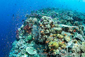 Anthias fishes school in strong currents over a Fijian coral reef, with various hard and soft corals, sea fans and anemones on display. Fiji, Pseudanthias