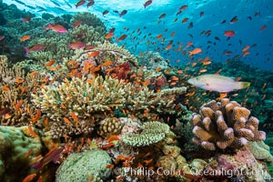 Anthias fishes school in strong currents over a Fijian coral reef, with various hard and soft corals, sea fans and anemones on display. Fiji, Pseudanthias