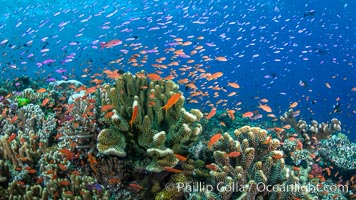 Anthias fishes school in strong currents over a Fijian coral reef, with various hard and soft corals, sea fans and anemones on display. Fiji, Pseudanthias