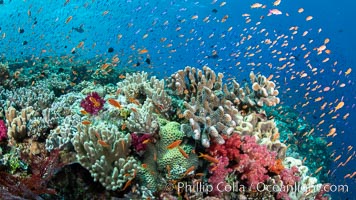 Anthias fishes school in strong currents over a Fijian coral reef, with various hard and soft corals, sea fans and anemones on display. Fiji, Pseudanthias