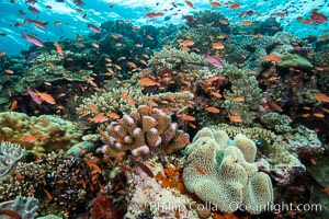 Anthias fishes school in strong currents over a Fijian coral reef, with various hard and soft corals, sea fans and anemones on display. Fiji, Pseudanthias