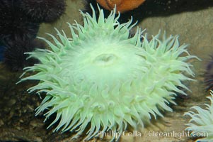 Green sea anemone, Anthopleura xanthogrammica