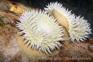 Green sea anemone, Anthopleura xanthogrammica