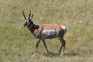 Pronghorn antelope, Lamar Valley.  The Pronghorn is the fastest North American land animal, capable of reaching speeds of up to 60 miles per hour. The pronghorns speed is its main defense against predators, Antilocapra americana, Yellowstone National Park, Wyoming