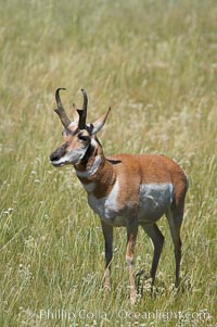 Pronghorn antelope, Lamar Valley.  The Pronghorn is the fastest North American land animal, capable of reaching speeds of up to 60 miles per hour. The pronghorns speed is its main defense against predators, Antilocapra americana, Yellowstone National Park, Wyoming