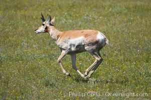 Pronghorn antelope, Lamar Valley.  The Pronghorn is the fastest North American land animal, capable of reaching speeds of up to 60 miles per hour. The pronghorns speed is its main defense against predators, Antilocapra americana, Yellowstone National Park, Wyoming