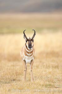 The Pronghorn antelope is the fastest North American land animal, capable of reaching speeds of up to 60 miles per hour. The pronghorns speed is its main defense against predators, Antilocapra americana, Lamar Valley, Yellowstone National Park, Wyoming