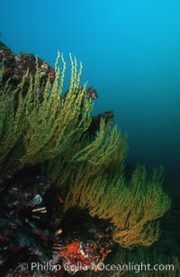 Black coral, Antipathidae, Cousins