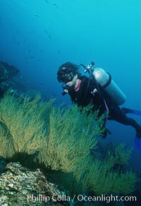 Black coral and diver, Antipathidae, Isla Champion