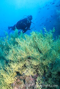 Black coral and diver, Antipathidae, Isla Champion