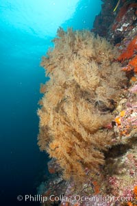 Black coral.  The fan is five feet in diameter and the color of the live coral is more yellow-green than black, Antipathidae, Cousins