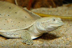 Softshell turtle, Apalone spinifera