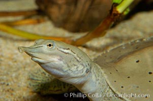 Softshell turtle, Apalone spinifera