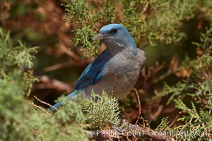 Mexican jay, Aphelocoma ultramarina, Madera Canyon Recreation Area, Green Valley, Arizona