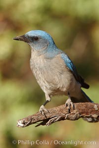 Mexican jay, Aphelocoma ultramarina, Madera Canyon Recreation Area, Green Valley, Arizona