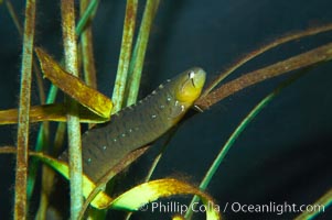 Penpoint gunnel.  Gunnels assume the color of whatever kelp species they eat, this one eats green-colored algae, Apodichthys flavidus