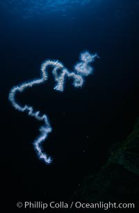 Pelagic siphonophore, one meter section, Apolemia, San Clemente Island