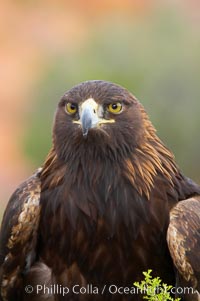 Golden eagle, Aquila chrysaetos