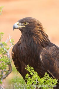 Golden eagle, Aquila chrysaetos