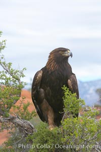Golden eagle., Aquila chrysaetos, natural history stock photograph, photo id 12214