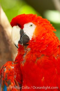 Scarlet macaw, Ara macao