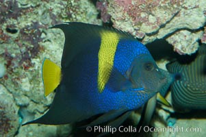 Arabian angelfish, Pomacanthus asfur