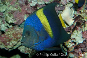 Arabian angelfish, Pomacanthus asfur