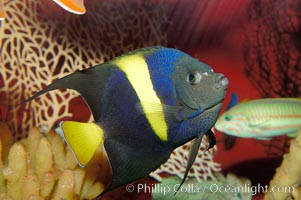 Arabian angelfish, Pomacanthus asfur