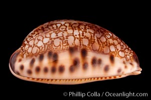 Arabian Cowrie, Cypraea arabica grayana