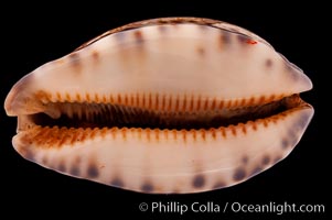 Arabian Cowrie, Cypraea arabica grayana