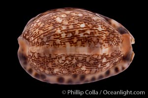 Arabian Cowrie, Cypraea arabica