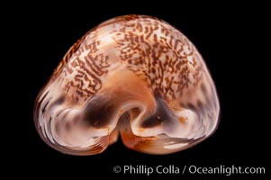 Arabian Cowrie, Cypraea arabica