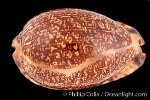 Arabian Cowrie, Cypraea arabica immanis