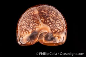 Arabian Cowrie, Cypraea arabica immanis