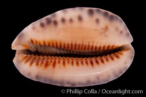 Arabian Cowrie, Cypraea arabica