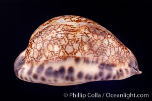 Arabian Cowrie, Cypraea arabica grayana