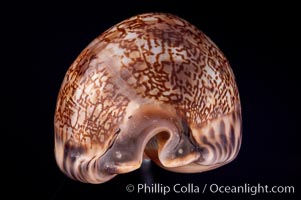 Arabian Cowrie, Cypraea arabica grayana