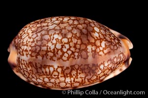 Arabian Cowrie, Cypraea arabica grayana