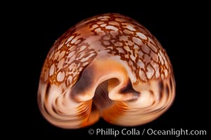 Arabian Cowrie, Cypraea arabica grayana