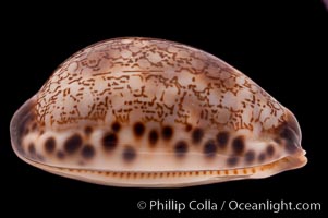 Arabian Cowrie, Cypraea arabica grayana