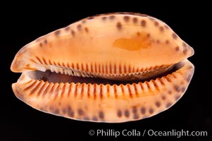 Arabian Cowrie, Cypraea arabica immanis