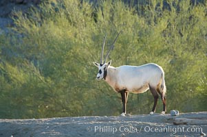 Arabian oryx.  The Arabian oryx is now extinct in the wild over its original range, which included the Sinai and Arabian peninsulas, Jordan, Syria and Iraq.  A small population of Arabian oryx have been reintroduced into the wild in Oman, with some success, Oryx leucoryx