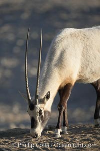 Arabian oryx.  The Arabian oryx is now extinct in the wild over its original range, which included the Sinai and Arabian peninsulas, Jordan, Syria and Iraq.  A small population of Arabian oryx have been reintroduced into the wild in Oman, with some success, Oryx leucoryx